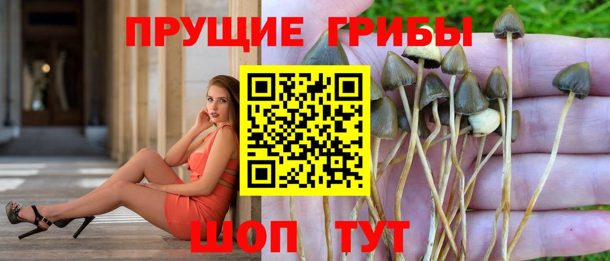 где купить наркоту  Вход с VPN  Верхняя Пышма  Галлюциногенные грибы Psilocybine cubensis  Галлюциногенные грибы прущие грибы 